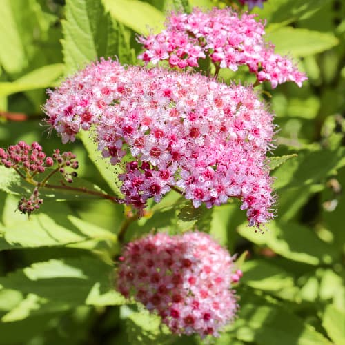 Cununiță japoneză Crispa imagine 1 articol 2044