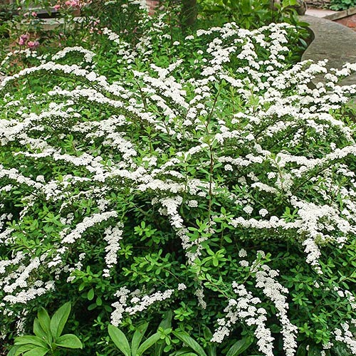 Cununiță japonica Snowmound imagine 1 articol 9193