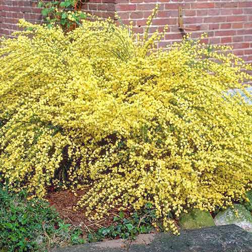 Cytisus Allgold imagine 1 articol 9598