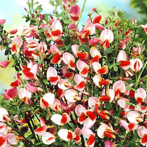 Cytisus Maria Burkwood imagine 1 articol 9596