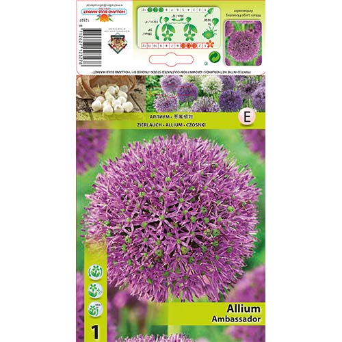 Czosnek (Allium) Ambassador interface.image 1 interface.art 68912