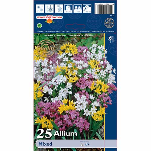Czosnek (Allium), mix kolorów interface.image 1 interface.art 67298