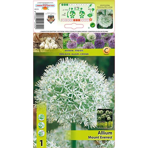 Czosnek (Allium) Mount Everest interface.image 1 interface.art 67572