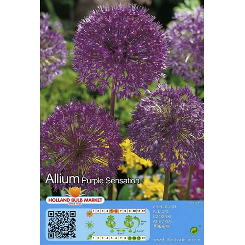 Czosnek (Allium) Purple Sensation interface.image 1 interface.art 67301