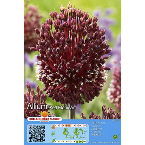 Czosnek (Allium) Red Mohican interface.image 1 interface.art 68122