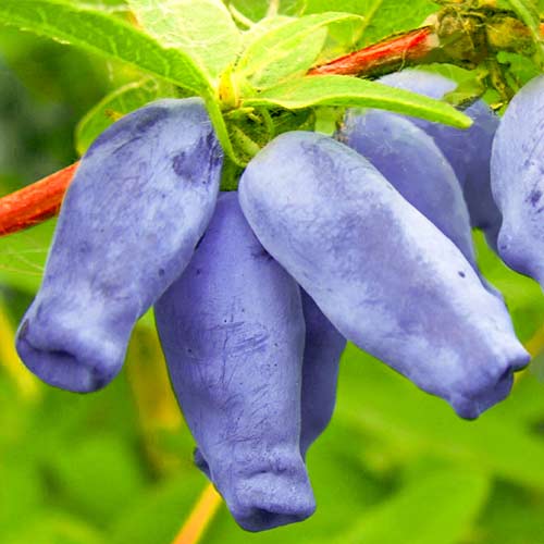 Орлов нокът ядлив Zojka изображение 1 артикул 9329