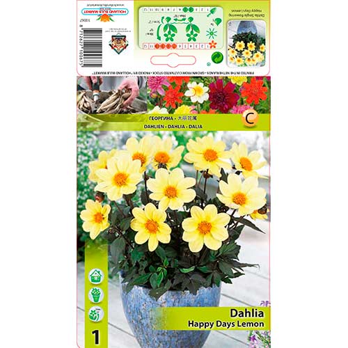 Dalia Happy Days Lemon interface.image 1 interface.art 76211