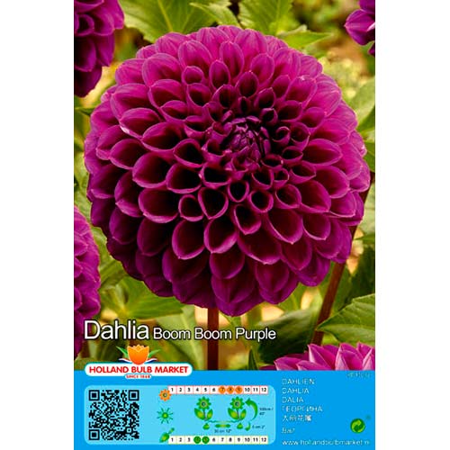 Dalia Boom Boom Purple interface.image 1 interface.art 76409