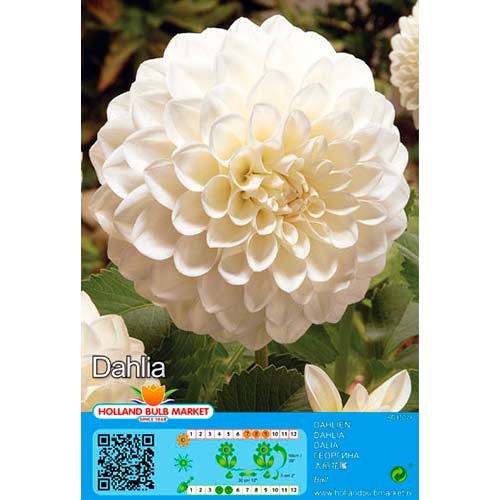 Dalia Boom Boom White interface.image 1 interface.art 76410