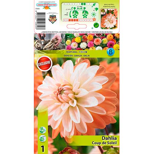 Dalia Coup de Soleil interface.image 1 interface.art 76205