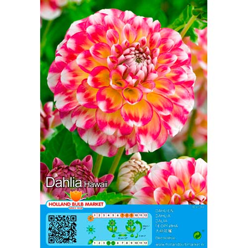 Dalia Hawaii interface.image 1 interface.art 76419