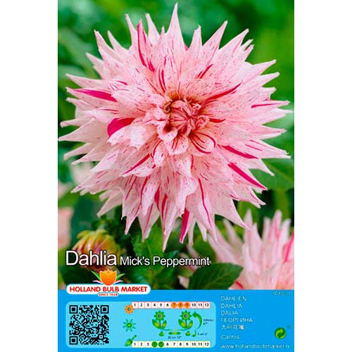 Dalia Mick's Peppermint interface.image 1 interface.art 76424