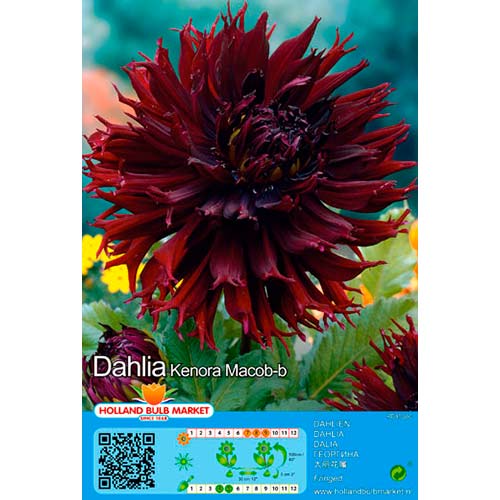 Dalia Kenora Macop-B interface.image 1 interface.art 76420