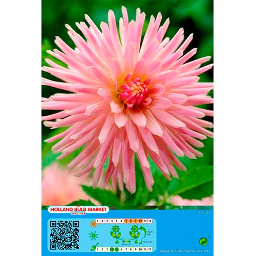 Dalia Park Princess interface.image 1 interface.art 76426
