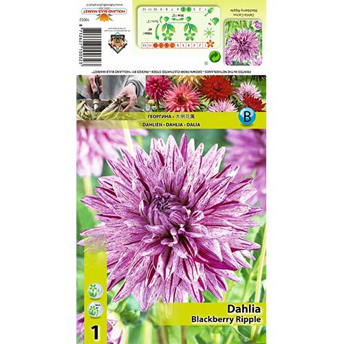 Dalie Blackberry Ripple imagine 1 articol 70370