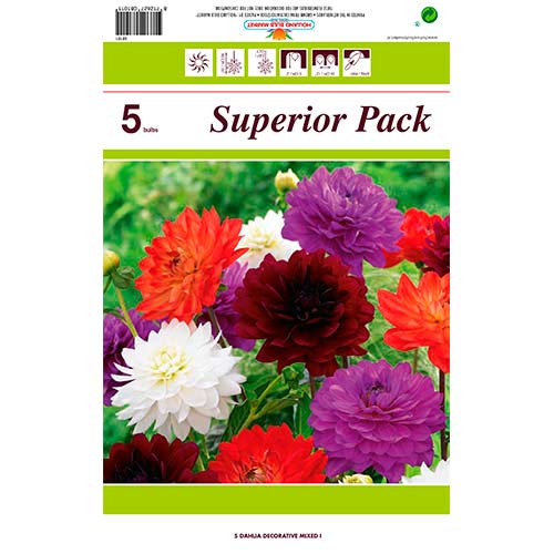 Dalie decorativă mix multicolor imagine 1 articol 76415