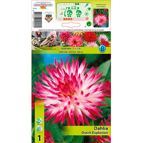 Dalie Dutch Explosion imagine 1 articol 76206