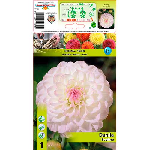 Dalie Eveline imagine 1 articol 76583