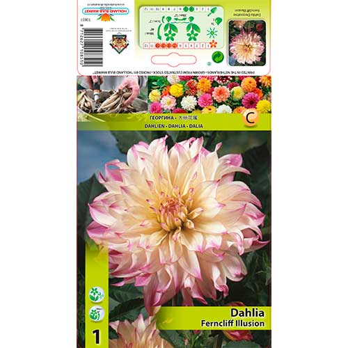 Dalie Ferncliff Illusion imagine 1 articol 76579