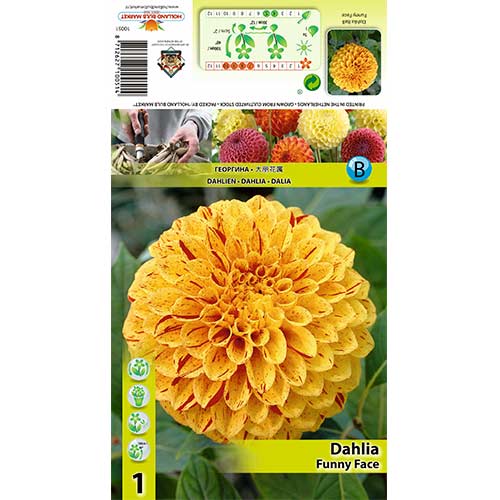 Dalie Funny Face imagine 1 articol 70483