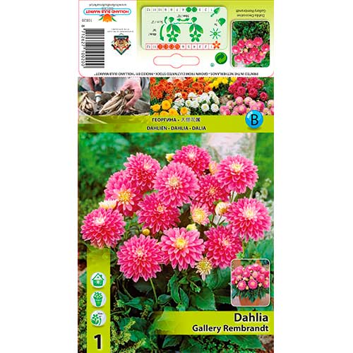 Dalie Gallery Rembrandt imagine 1 articol 76209