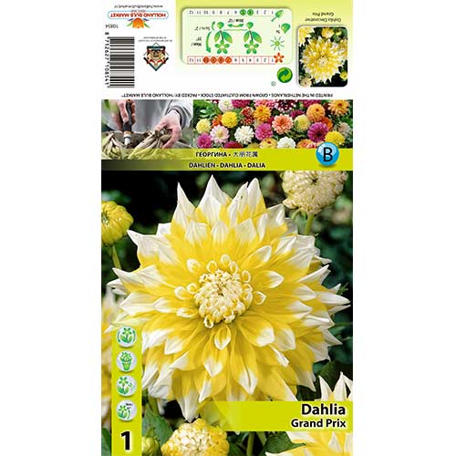 Dalie Grand Prix imagine 1 articol 70373