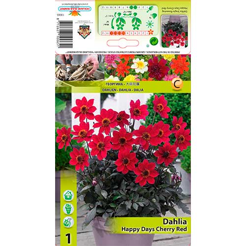 Dalie Happy Days Cherry Red imagine 1 articol 76210