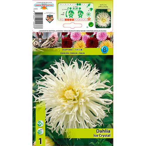 Dalie Ice Crystal imagine 1 articol 76560