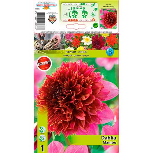 Dalie Mambo imagine 1 articol 76214