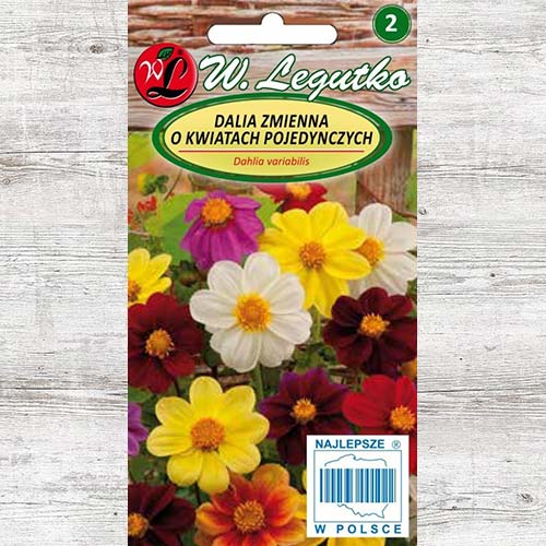 Dalie Mignon, mix multicolor Legutko imagine 1 articol 78548