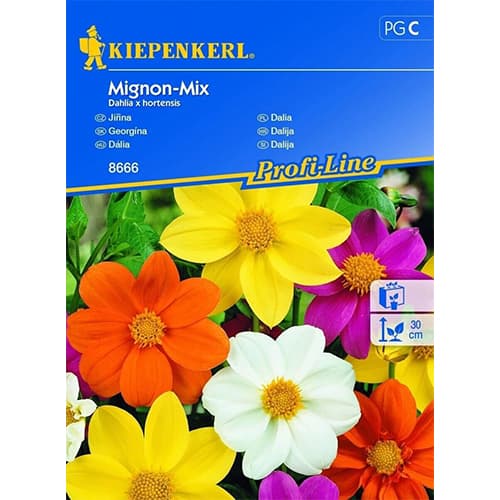 Dalie Mignon, mix multicolor imagine 1 articol 96525