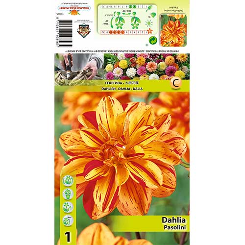 Dalie Pasolini imagine 1 articol 70380