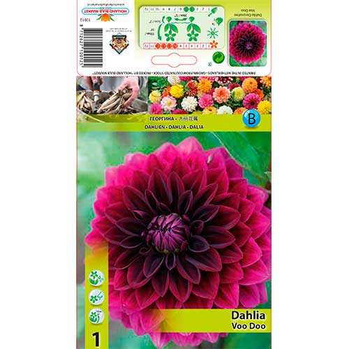 Dalie Voo Doo imagine 1 articol 76561