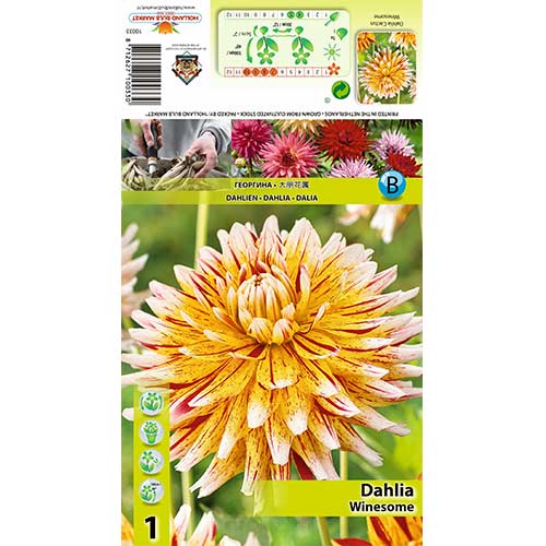 Dalie Winesome imagine 1 articol 70481