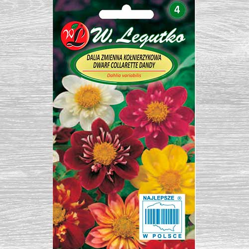 Dalii Collarette Dandy, mix multicolor Legutko imagine 1 articol 69580