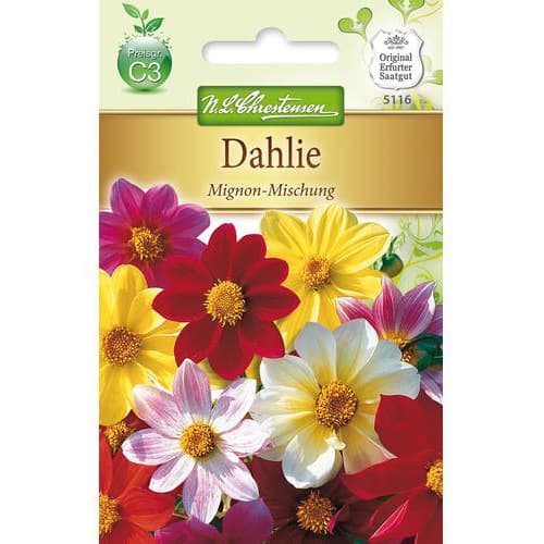 Dalii Mignon, mix multicolor imagine 1 articol 78907