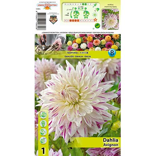 Далия Avignon изображение 1 артикул 70480