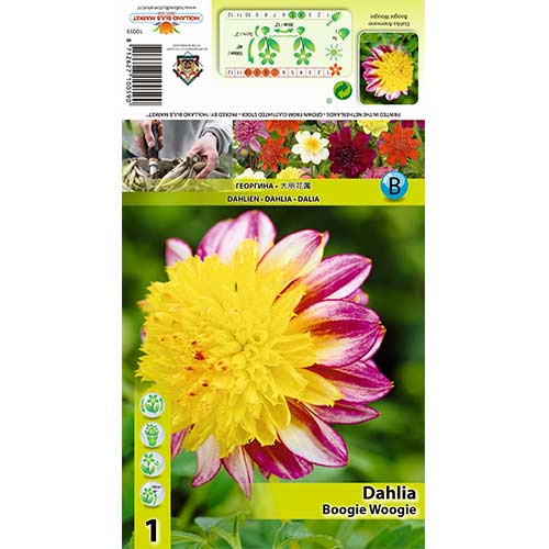 Далия Boogie Woogie изображение 1 артикул 70371