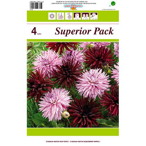 Далия Cactus Mixed изображение 1 артикул 76412