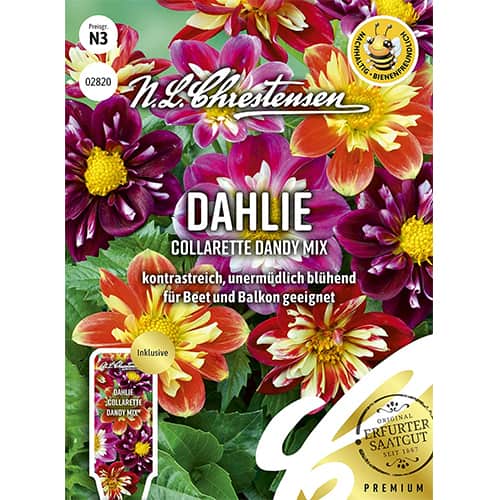 Далия Collarette Dandy Mix изображение 1 артикул 87806