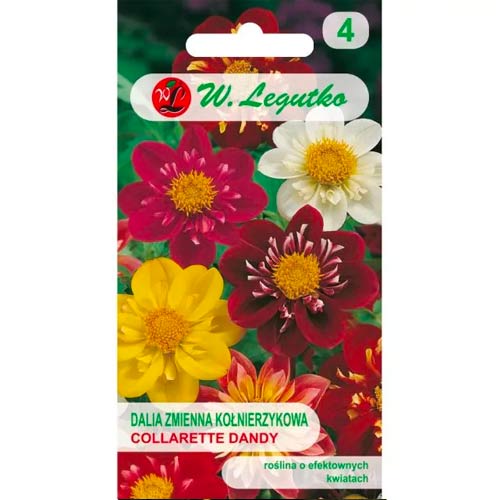 Далия Collarette Dandy, смес Legutko изображение 1 артикул 69580