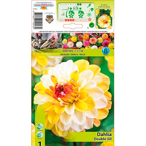 Далия Double Jill изображение 1 артикул 76563