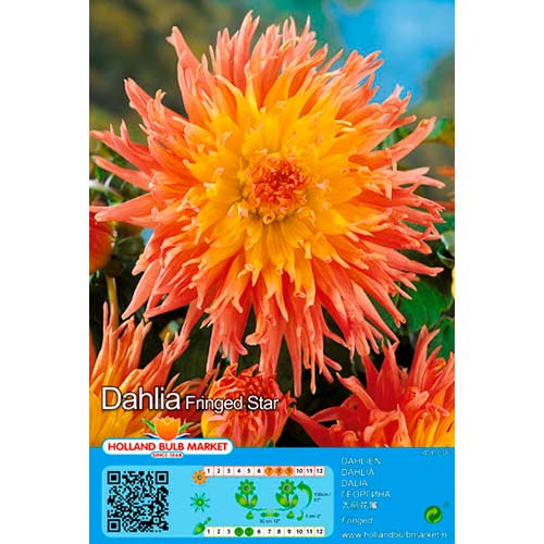 Далия Fringed Star изображение 1 артикул 76417