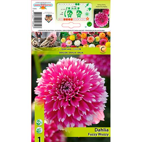 Далия Fuzzy Wuzzy изображение 1 артикул 76580