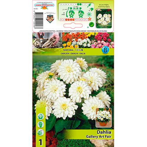 Далия Gallery Art Fairy изображение 1 артикул 76208