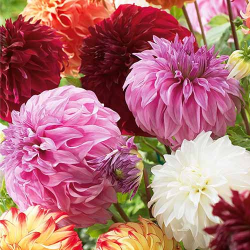 Далия Gigant Mixed изображение 1 артикул 76512