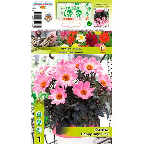Далия Happy Days Pink изображение 1 артикул 76212