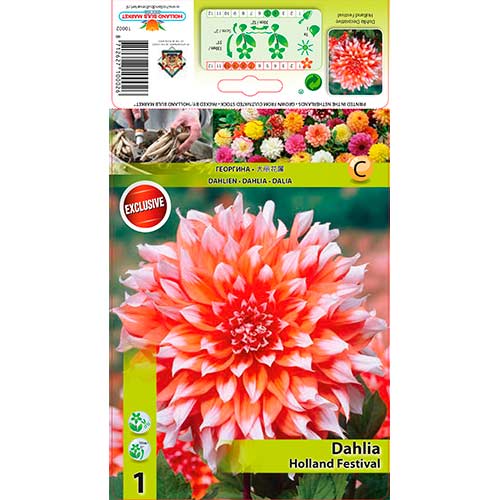 Далия Holland Festival изображение 1 артикул 76581