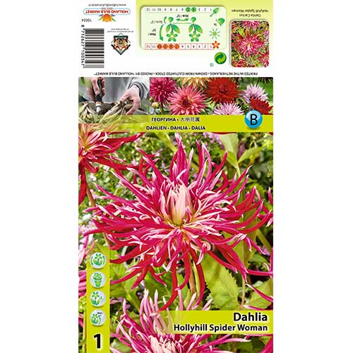 Далия Hollyhill Spider Woman изображение 1 артикул 70375