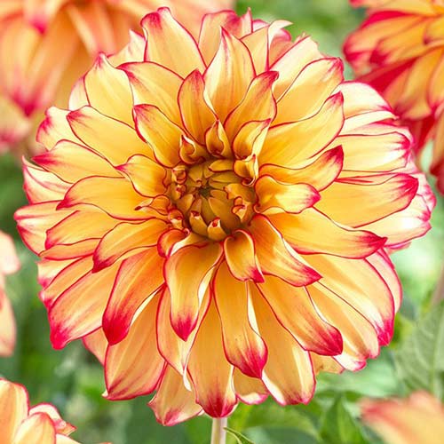 Далия Lady Darlene ® изображение 1 артикул 70377